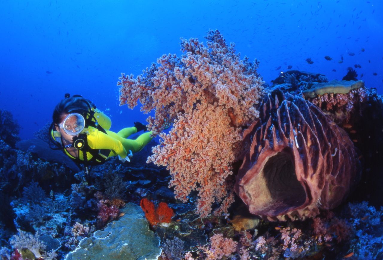 Services Discover a professional diver exploring colorful coral reefs in a vibrant underwater ocean scene.
