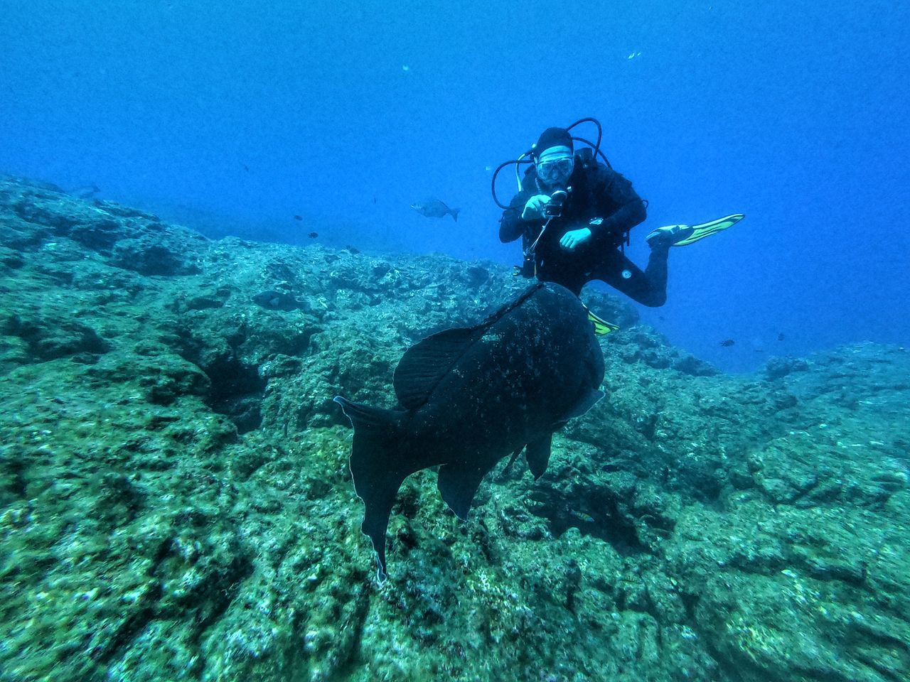 Explore the vibrant marine life of Azores, Portugal with a scuba diver encountering a large fish in crystal clear waters.
